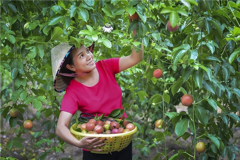 Cải tạo đất đai yếu kém là yếu tố cốt lõi để xây dựng một nền nông nghiệp bền vững và hiệu quả lâu dài.